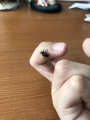 Sternochetus frigidus