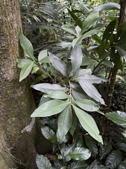 Chionanthus domingensis