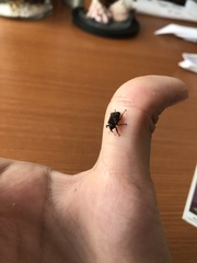 Sternochetus frigidus