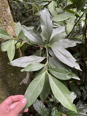 Chionanthus domingensis