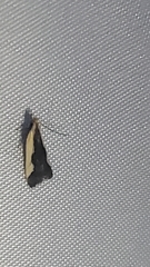 Dichomeris inserrata
