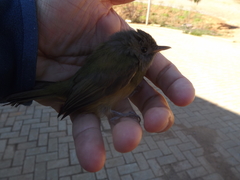 Mionectes rufiventris