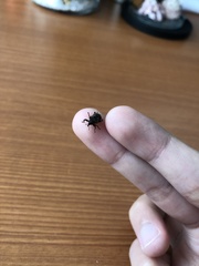 Sternochetus frigidus