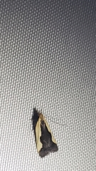Dichomeris inserrata