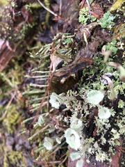 Cladonia albonigra