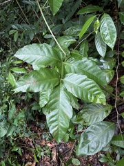 Paullinia pinnata