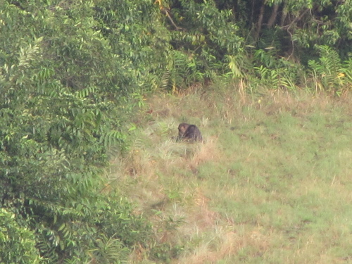 Central Chimpanzee