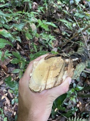 Trichostigma octandrum