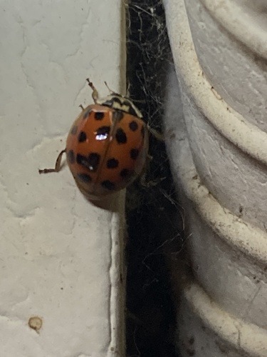 Asian Lady Beetle photographed in Oklahoma
