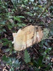 Trichostigma octandrum