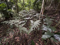 Dennstaedtia bipinnata