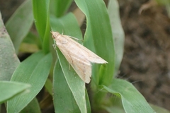 Odontiinae