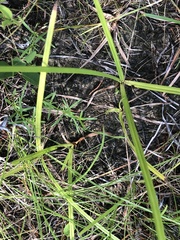 Carex microdonta