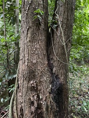 Prunus occidentalis