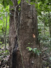 Prunus occidentalis