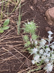 Navarretia intertexta