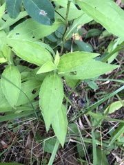 Rudbeckia terranigrae