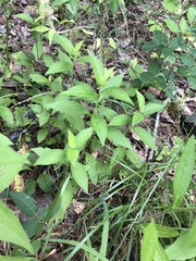 Rudbeckia terranigrae