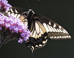 Papilio zelicaon
