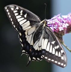 Papilio zelicaon