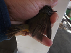 Mionectes rufiventris