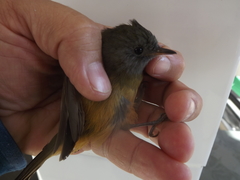 Mionectes rufiventris