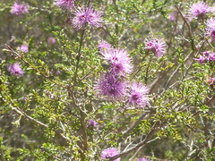 Kunzea obovata