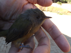 Mionectes rufiventris