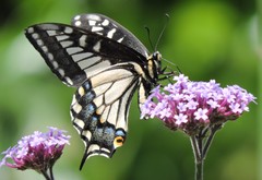 Papilio zelicaon