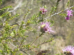 Kunzea obovata