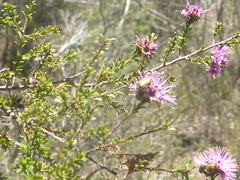 Kunzea obovata