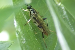 Xylomya tenthredinoides