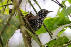 Cantorchilus thoracicus