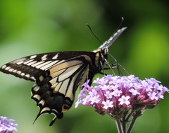 Papilio zelicaon