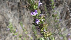 Clinopodium chilense