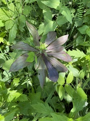 Lilium distichum