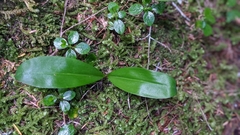 Platanthera unalascensis
