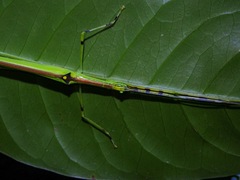 Anarchodes annulipes