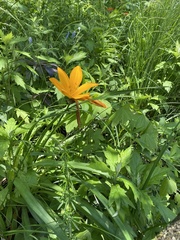 Hemerocallis middendorffii