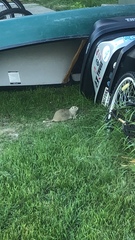 Urocitellus richardsonii