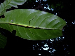 Anarchodes annulipes