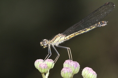 Platycypha