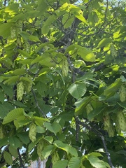 Carpinus cordata