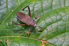 Notobitus meleagris