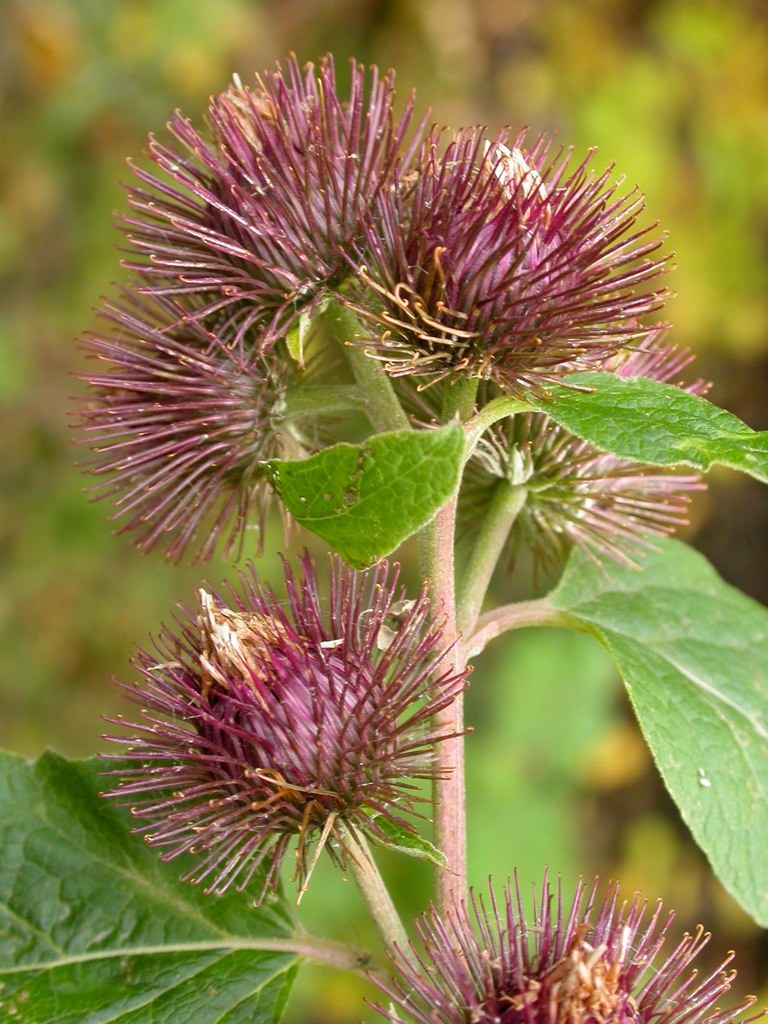 Arctium