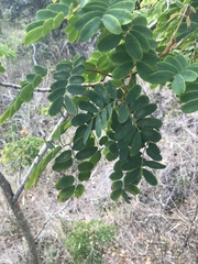 Mezoneuron kavaiense