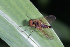 Chrysopilus fasciatus