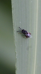 Brachymeria podagrica