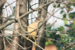 Turdus falcklandii