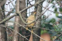 Turdus falcklandii